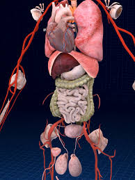 Image result for internal organs