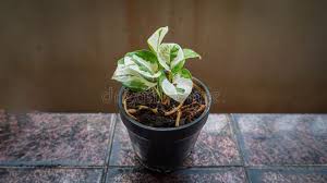 Image result for Epipremnum en casa