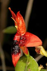 Image result for Ruttya fruticosa