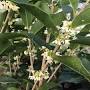 osmanthus fragrans from camforest.com