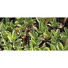 Image result for Kalanchoe lanceolata