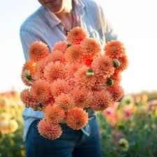 Dahlia Maarn Dahlia Flower Farm Types Of Flowers
