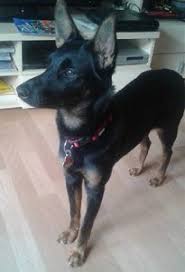 Ein mix aus labrador und rottweiler passt optisch sehr gut: Hollandischer Schaferhund Rottweiler Mix