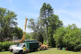 http://tmackneyandsonstreeservices.com.au/tree-removal-castle-hill/