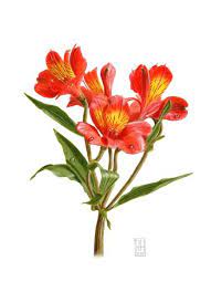 Pix For Alstroemeria Flower Drawing Flower Drawing Botanical Flowers Botanical Painting