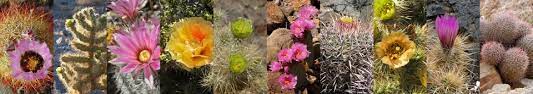 But sometimes it depends on the type of cactus it is. Cacti Desert Succulents Death Valley National Park U S National Park Service
