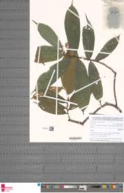 Image result for Grewia barombiensis