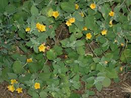 Image result for Sida ovata