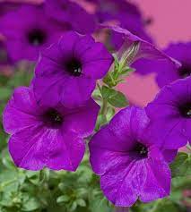 Plant Petunias For Loads Of Colorful Blooms All Summer Long Petunias Purple Petunias Plants