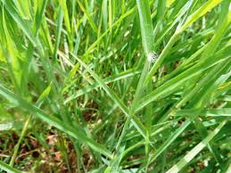 Image result for Digitaria compressa