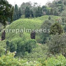 Himalayan flower nursery | lava, west bengal, india | owner at himalayan flower nursery | 8 connections | see himalayan flower's complete profile on linkedin and connect Camellia Sinensis Darjeeling Tea Plant Buy Seeds At Rarepalmseeds Com