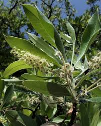 Image result for Terminalia sericea