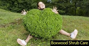 Hi all, i have heard that it is pretty common for boxwood leaves to yellow over the winter. Japanese Boxwood Care How To Grow Boxwoods