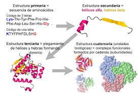 Las personas cuando ya han. Protein Primary Secondary Tertiary And Quaternary Structure Spanish Proteopedia Life In 3d
