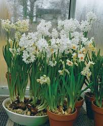 Flowering Paperwhites For Winter Windowsills Finegardening Paperwhite Flowers Bulb Flowers Paperwhites