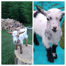 Mixed bred Savannah buck offspring