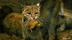 Species list eurasian lynx : Evolution Of The Canadian Lynx And The American Bobcat The Adirondack Almanack