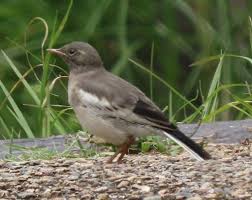 セグロ セキレイ 幼鳥