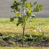 There are several methods to get rid of baby oak tree saplings around your yard, depending on their size, location and abundance. 1