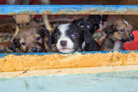 Puppy mill dogs endure a great deal of stress and lack socialization, causing the dogs to have a hard time fitting into life outside of a cage — even if they are lucky enough to be rescued. Puppy Laundering Ring Illegally Sold Designer Dogs It Passed Off As Rescues To N J Animal Shelter Pet Stores Across Country State Alleges Nj Com