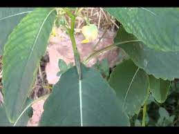 She also made two surprising wildlife discoveries! Wild Oklahoma Medicinal Plants Jewelweed Plant Great Mullein Plant Youtube