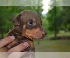 Breeder of quality dobermans for 15 years. View Ad Doberman Pinscher Litter Of Puppies For Sale Near Alabama Eufaula Usa Adn 134066