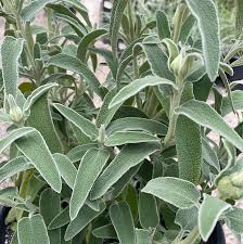 Image result for Phlomis fruticosa