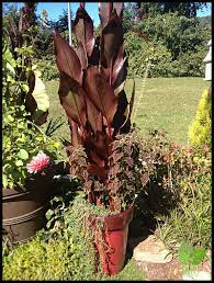 Canna lilies will only overwinter outside in a very sheltered garden in a mild area. Overwintering Canna Plants From Container Gardens Container Crazy Ct