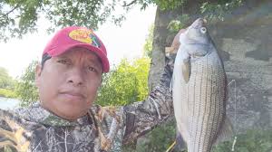 Some deer frolicking along the shoreline that isn't usually there at summer  water levels.