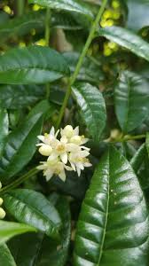 Image result for Trichilia capitata
