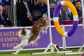 It is a silverplated trophy that the westminster kennel club offers for the dog that wins it all. Xurl9vpsb Oeim