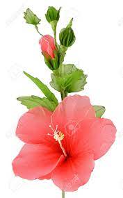Tropical flowering trees and shrubs are showy displays of flora at its finest. Artificial Hibiscus Flowers Stock Photo Picture And Royalty Free Image Image 29386664