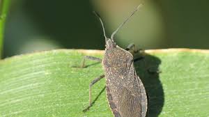 The eggs are found on leaves on the undersides and cluster together along unripe fruit, vines and close to the bottom of the plants under foliage. Squash Bugs Usu