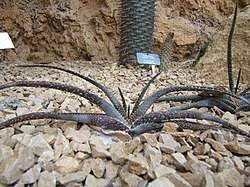 Image result for Aloe luapulana