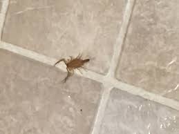 Having this appointment documented will also prove in any litigation that remedial steps were. How To Get Rid Of Scorpions Insect Repellent Plants Household Pests Scorpion