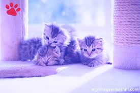 Yavru Kedi Kedi Bakimi Tuysuz Kedi En Tatli Yavru Kediler Tuysuz Kedi Kedi 2020 Kedi Evcil Hayvan Bakimi Cornish Rex