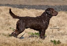 They are in the class of the best retrievers as they can hunt tirelessly. Chesapeake Bay Retriever Ratses