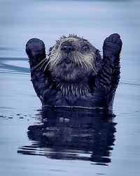 Ok You Got Me I Give Up Cute Animals Animals Animals Beautiful