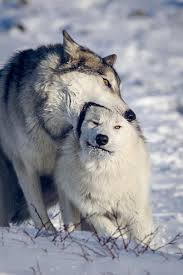 Instinct Animals For Film On Twitter In 2020 Wolf Dog Wolf Love Dogs