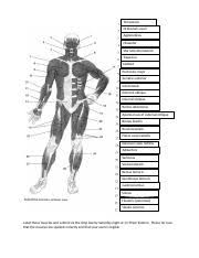 This is a table of skeletal muscles of the human anatomy. Bio 201 Label Muscles Of Anterior View Week 3 Docx Label These Muscles And Submit Via The Drop Box By Saturday Night At 11 59pm Eastern Please Be Course Hero
