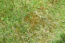 1600 x 1153 jpeg 324 кб. Lawns Mowing Rhs Gardening
