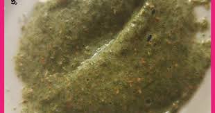 حياتي وردي فوائد السدر للوجه وتجربتي معه كغسول لوجه صافي face beauty quick