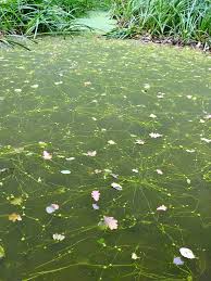 We did not find results for: 29 Questions With Answers In Wetland Plants Science Topic
