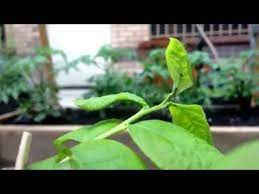 Raspberry bushes are perennial plants, sprouting new canes every spring from the crowns and roots. Are Ants Flies A Threat To A Raspberry Bush Gardening Landscaping Stack Exchange