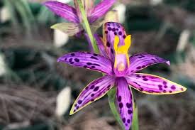 Depending on what part of the country you're in. Au Researchers Make Grow Endangered Native Orchid