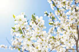 We did not find results for: Free Photo White Spring Flowers Abloom Shine Natural Free Download Jooinn