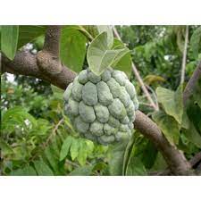 Free shipping on orders over $75. Buy Fruits Tree Seeds Online Rarexoticseeds