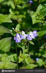 Image result for Browallia americana