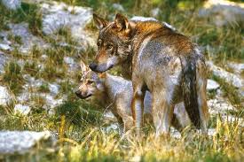 Check spelling or type a new query. Wolf Population In West Poland Still Not Secure Despite Growth In Numbers Euronatur