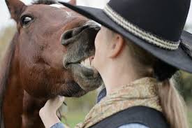 Maybe you would like to learn more about one of these? Hd Wallpaper Horse Western Cowgirl Animal Love Hat Mammal Headshot Wallpaper Flare